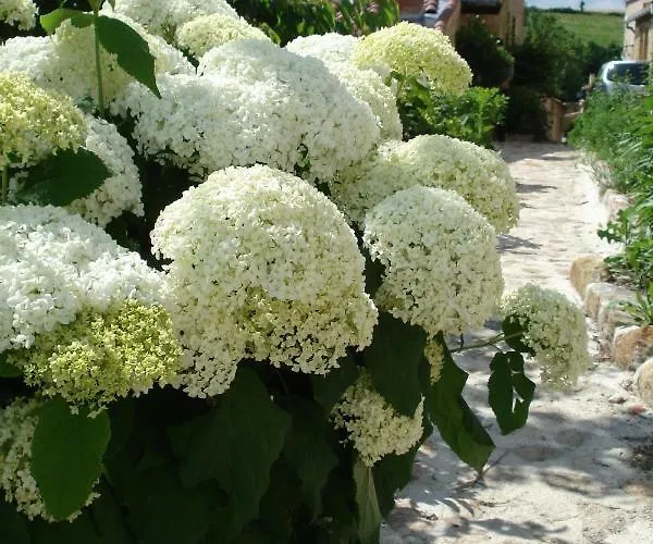 Ferienhaus Le Logis D'hortense Vic-le-Comte
